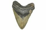 Fossil Megalodon Tooth - North Carolina #365002-1